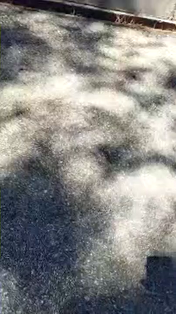 DulcecitaVirgen