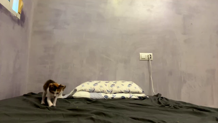 VIOLETA345