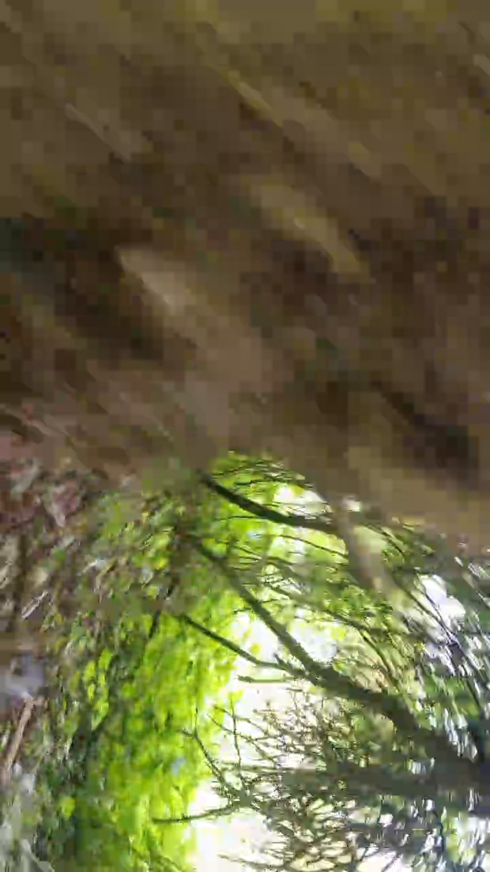 Doperman