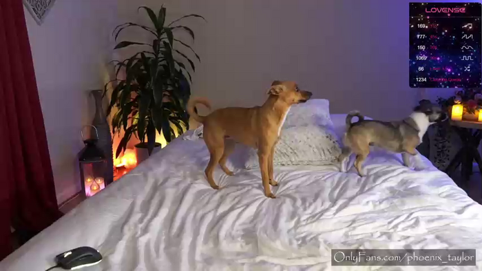 phoenix_taylor