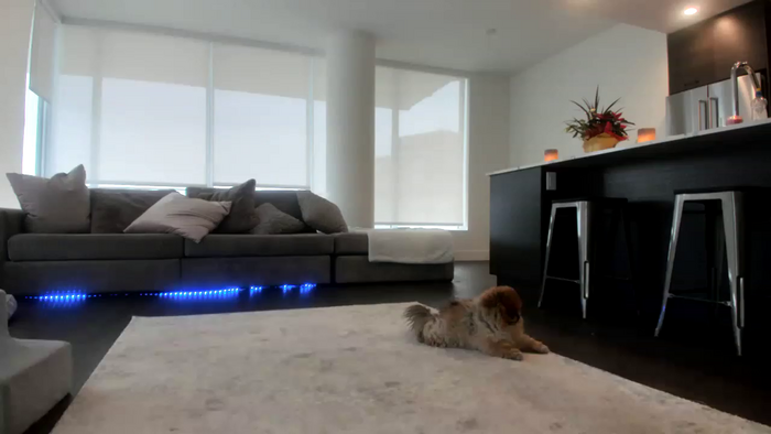 Mollyboots