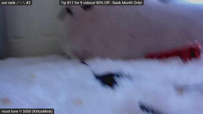 Kitty