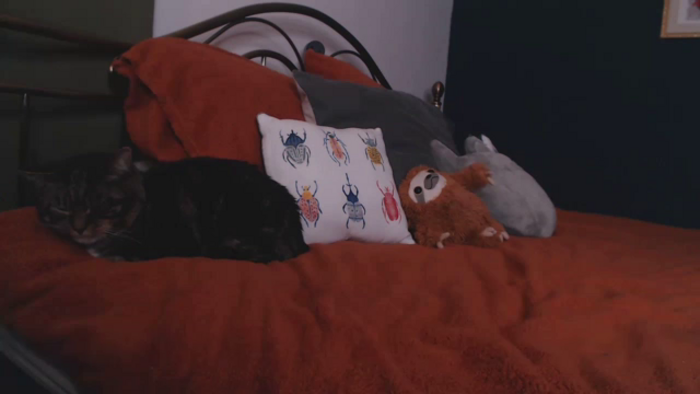 KittyCash3w