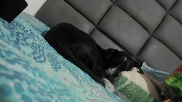 Lolipopgomez