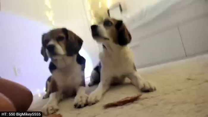 AdorableDee