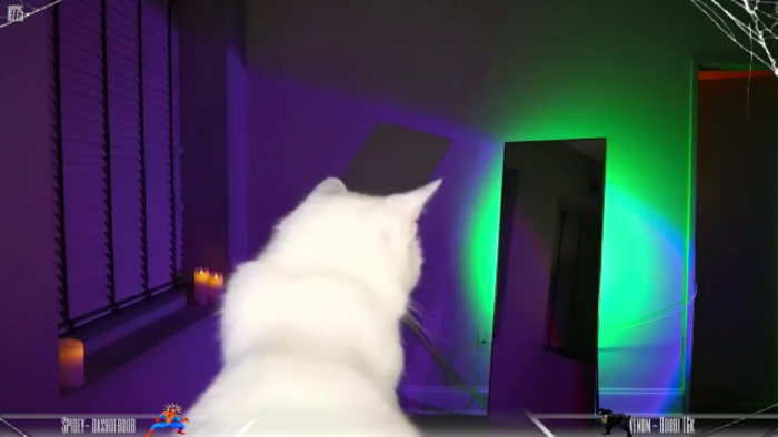 Dashy