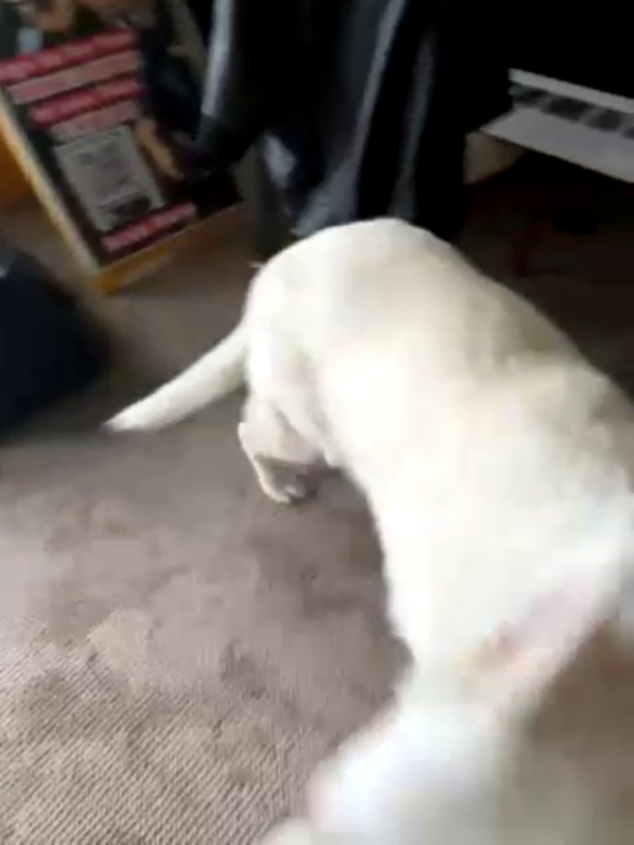 Bigbuttbrooklynn