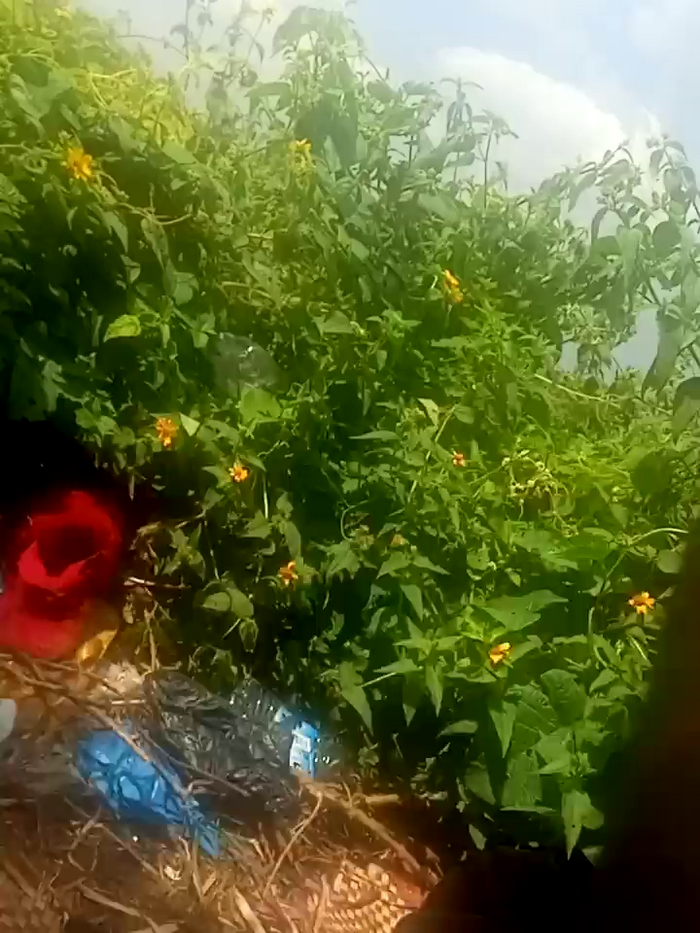 Littlemisses3