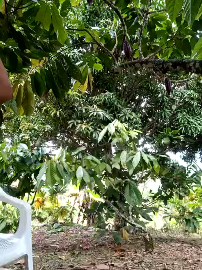 DIANITA_1988