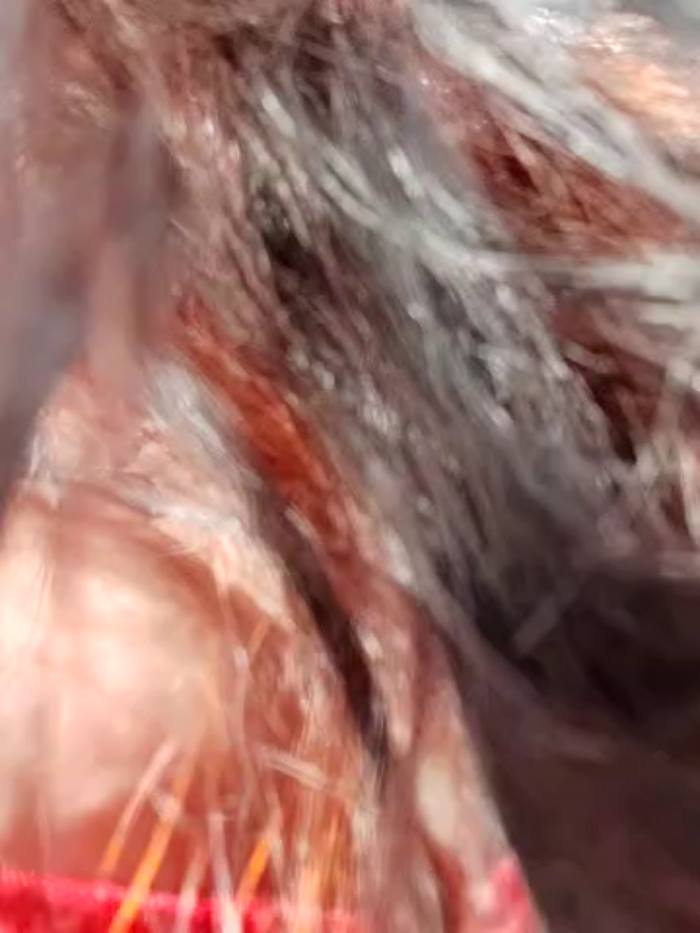 GypsyEsmeralda