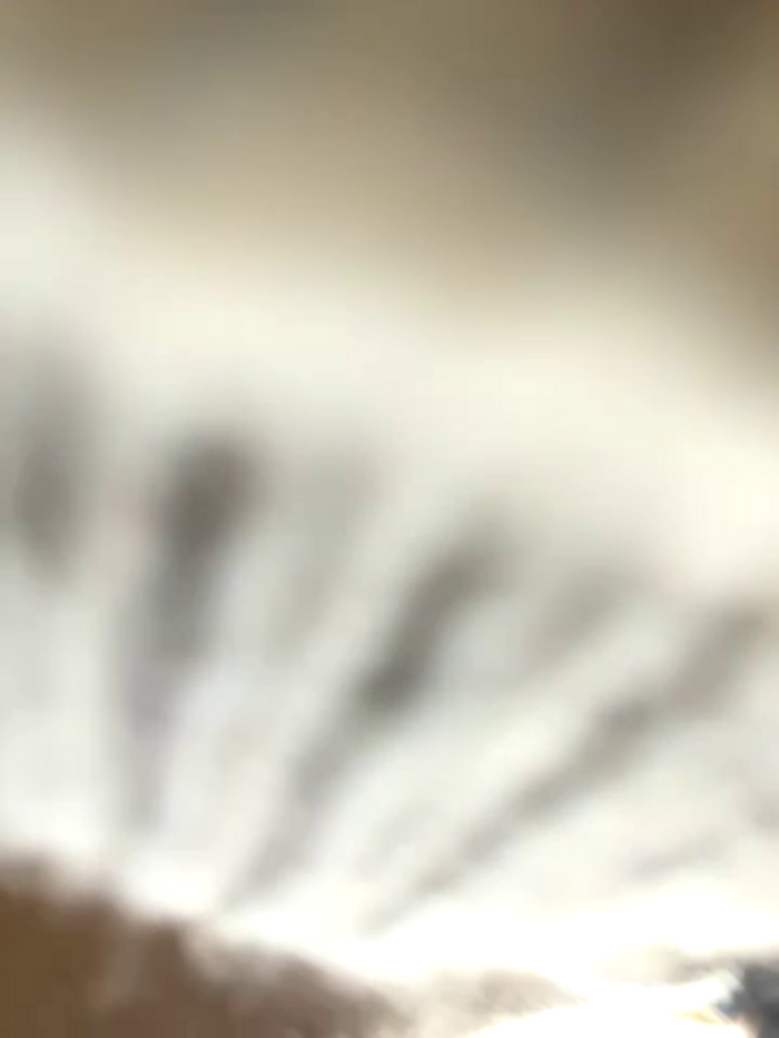 eveangelll