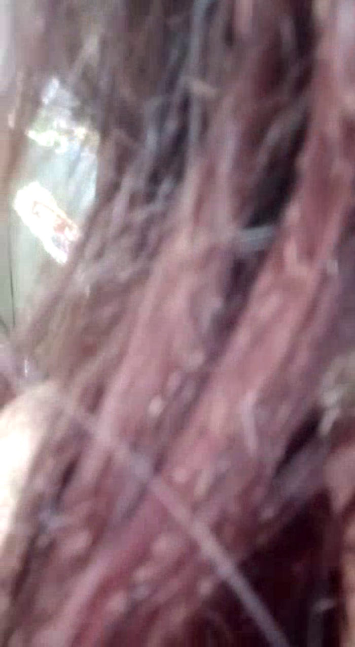 AlessadraJones