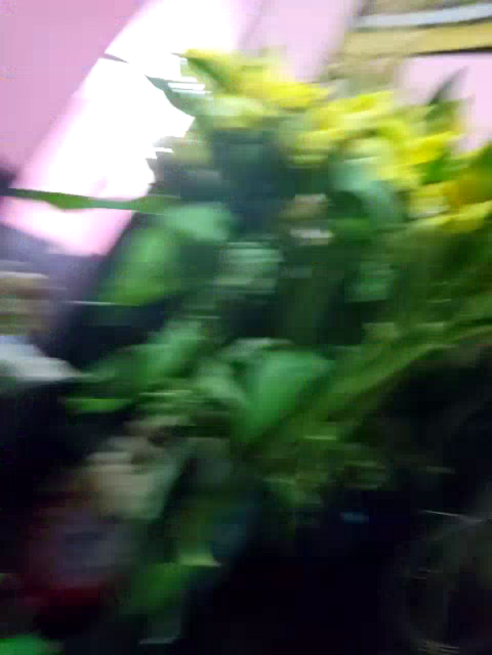 AlessadraJones